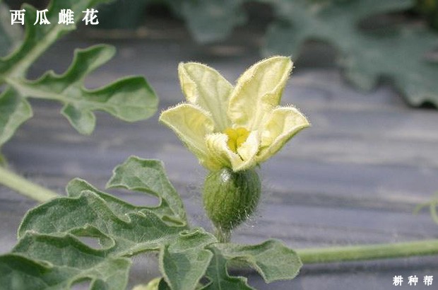 西瓜的花是虫媒花,在阴天,低温,有大风或降雨等不良天气的情况下,常因