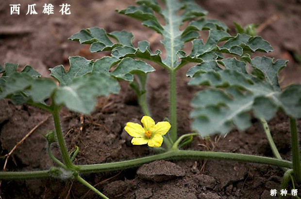 三,西瓜授粉雄花的选择西瓜授粉雄花则应选择健康无病,充分成熟,有