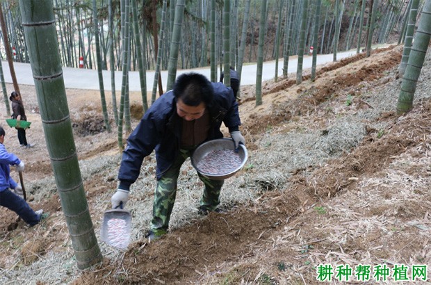 二,毛竹施肥方法毛竹林地施肥方法一般有4种,分别为蔸施,沟施,穴施