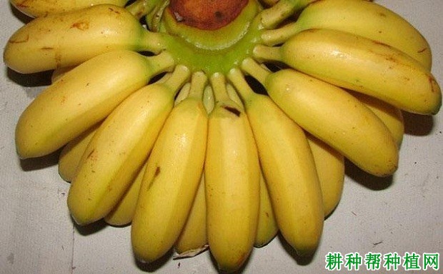 海贡蕉香蕉品种好不好?