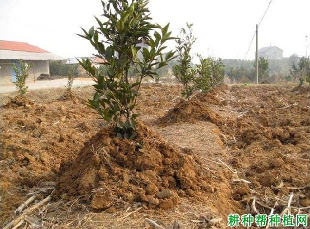 种植柑橘冬季如何防冻