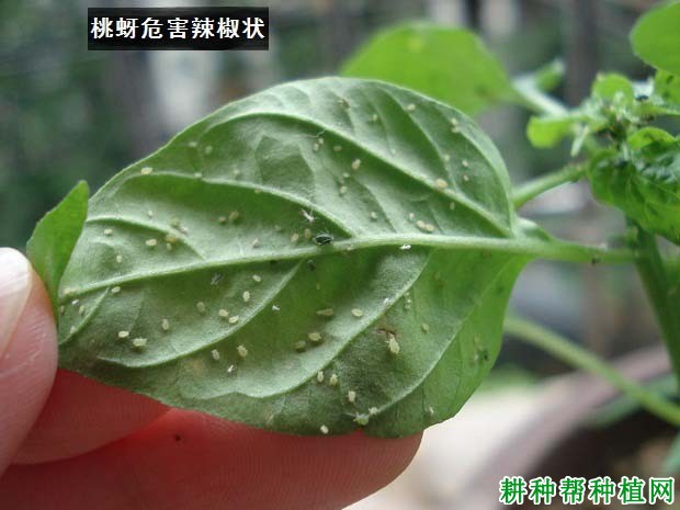 种植辣椒如何防治桃蚜