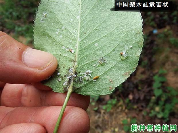 种植梨树如何防治中国梨木虱