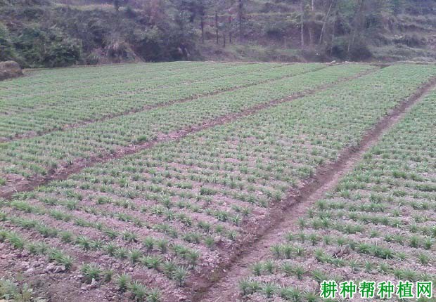 食用百合种植条件是什么？