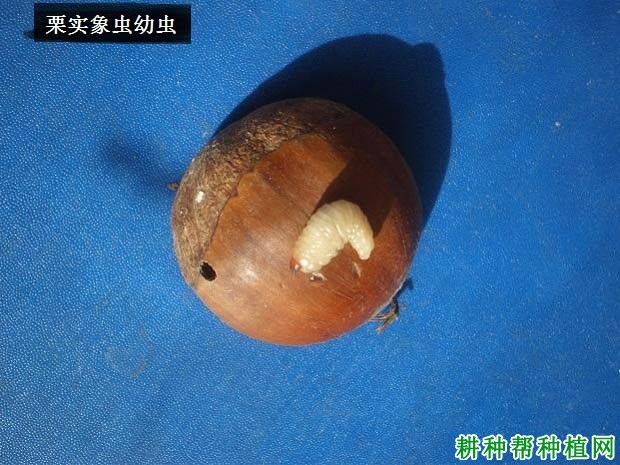 板栗栗实象虫危害症状板栗栗实象虫用什么药能治