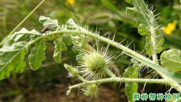 刺萼龙葵(茄科)