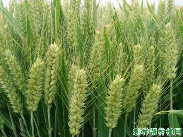 京冬22小麦品种好不好