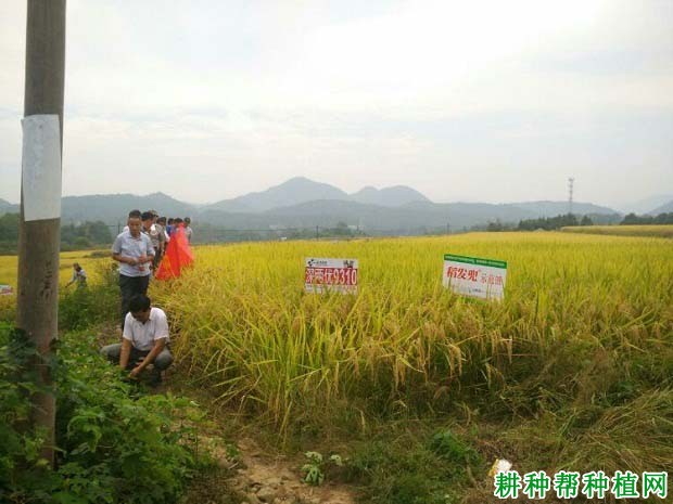 深两优9310水稻品种好不好?