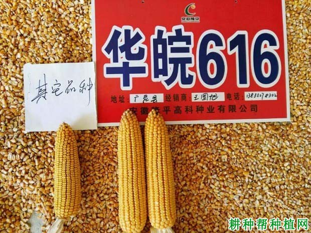 华皖616玉米品种好不好?