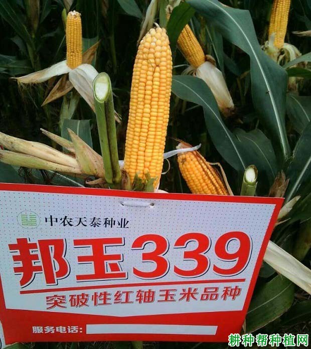 邦玉339玉米品种好不好?