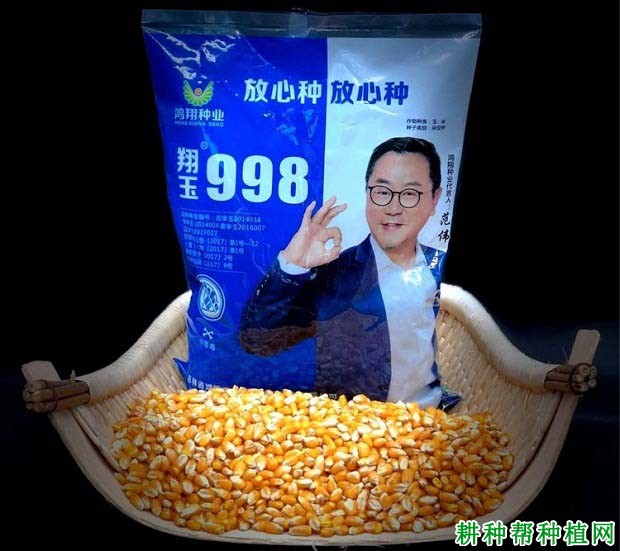 翔玉998玉米品种好不好