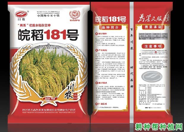 皖稻181号杂交籼稻水稻品种好不好