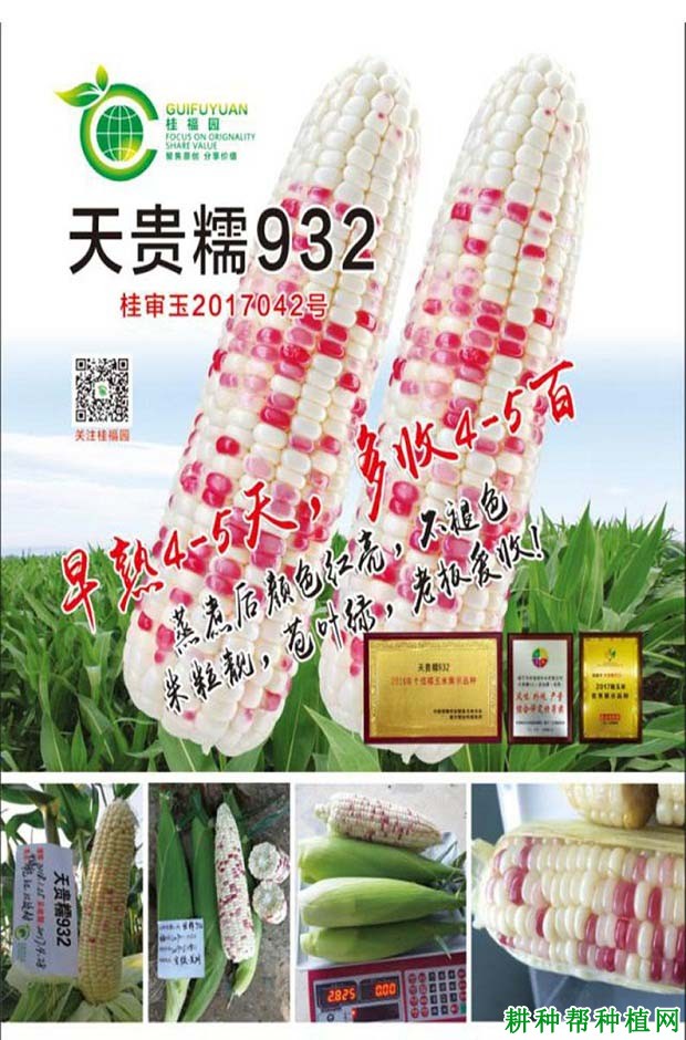 天贵糯932玉米品种好不好