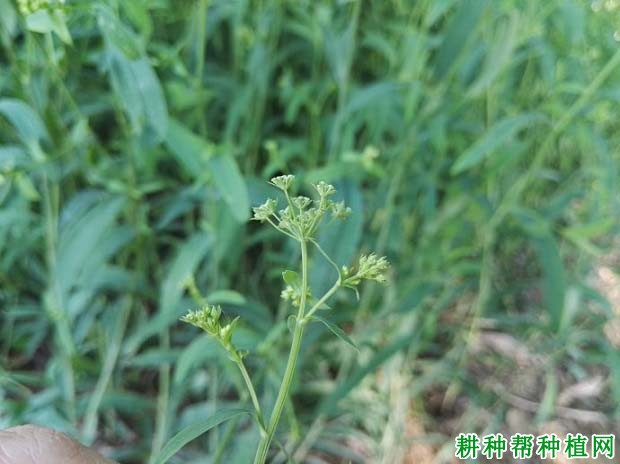 六,生物学特性:柴胡属多年生草本药用植物,需要二年完成一个生长发育