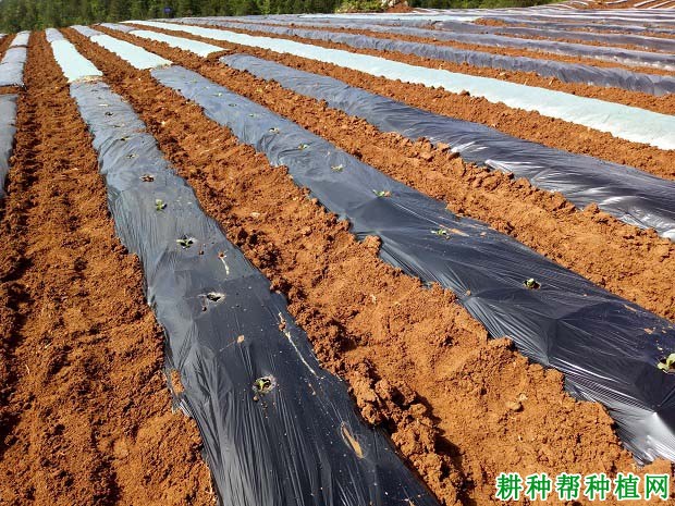 (1)物理除草地膜:通过地膜本身的颜色,阻隔杂草进行光合作用的有效