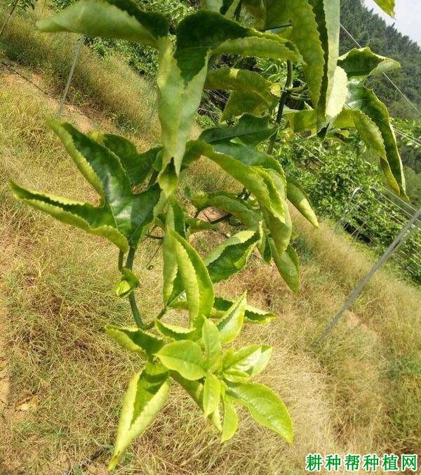 什么是作物硼中毒作物硼中毒症状