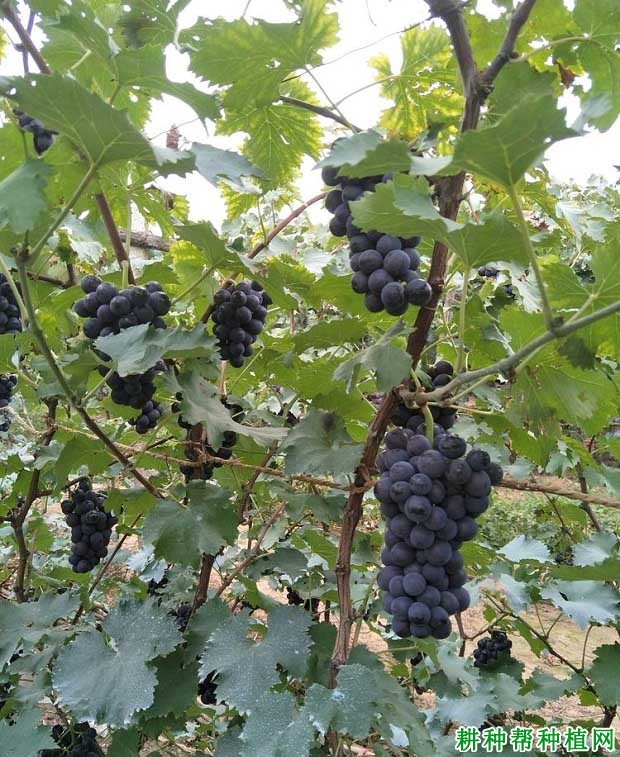 葡萄无核化栽培对水分的要求