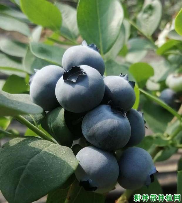 Eureka 优瑞卡（中熟）蓝莓品种介绍