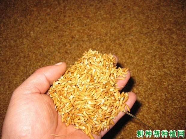 浸种后的水稻种子