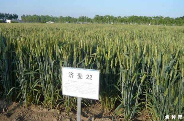 济麦22号小麦品种介绍