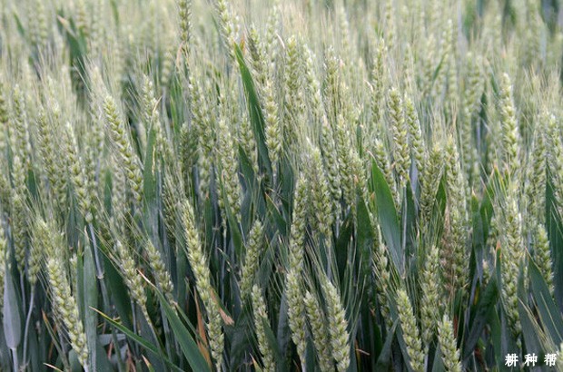 济麦70小麦品种简介图片