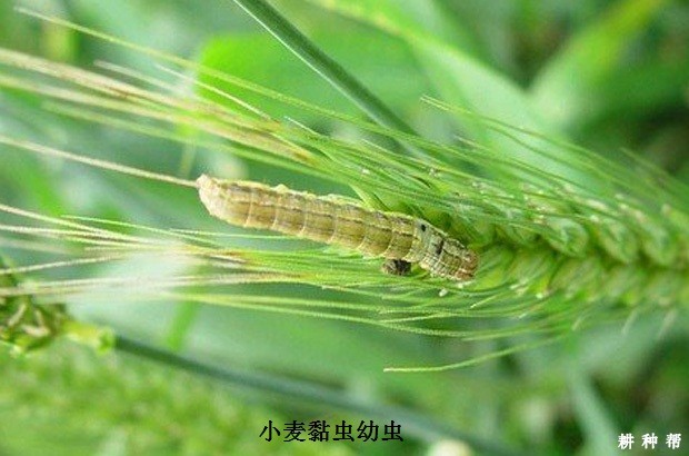 小麦粘虫防治方法图片