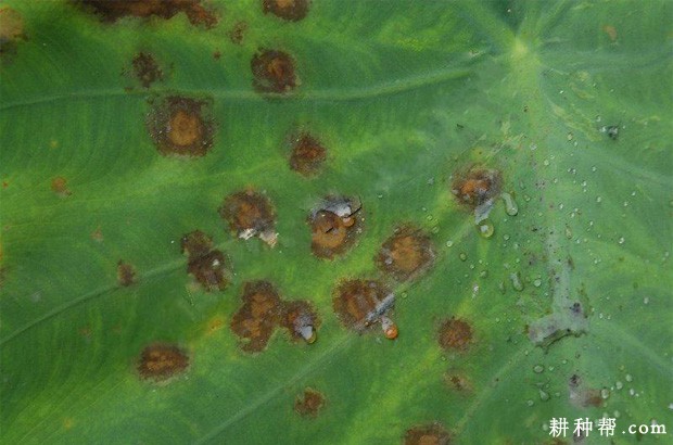 芋头细菌性叶斑图片图片