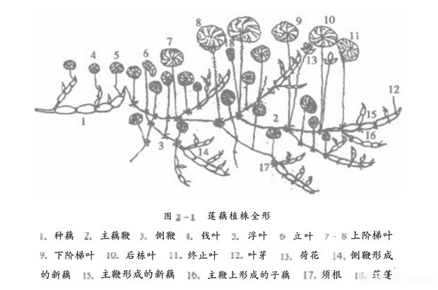 莲的根茎叶的形态结构图片