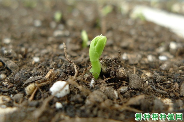 豌豆荷蘭豆的生長過程是怎麼樣