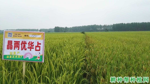 麟两优华占水稻种子图片