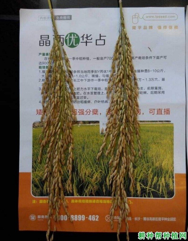 龙粳1665水稻品种介绍图片