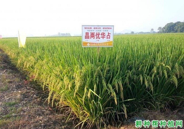 麟两优华占水稻种子图片