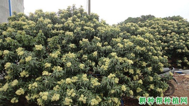 紫娘喜荔枝品种好不好?—【耕种帮种植网】