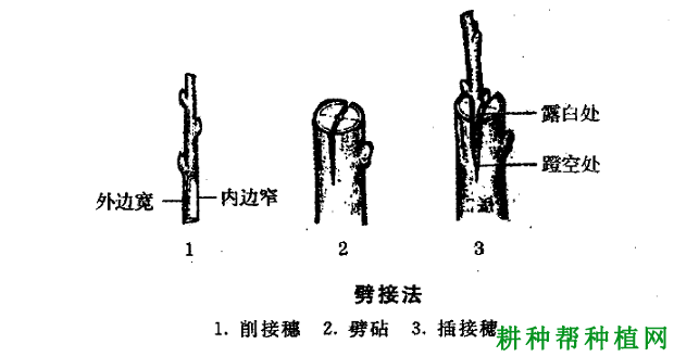 番石榴修剪种植图解图片