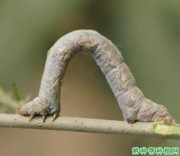 桑褶翅尺蠖幼虫图片