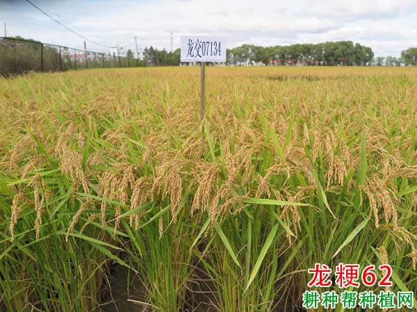 育龙59水稻种子图片