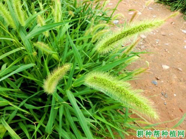 科狗尾草属三,英文名:green bristle grass二,别名:绿狗尾草,谷莠子