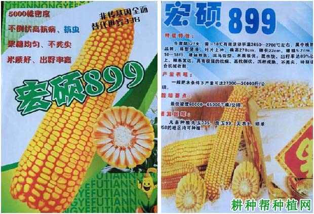 宏硕388玉米种子图片