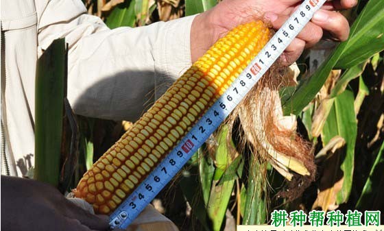 天农9号玉米品种简介图片