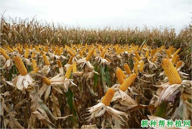 祥玉19玉米品种图片