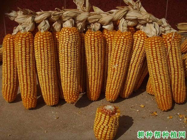 潞玉50玉米品种介绍图片