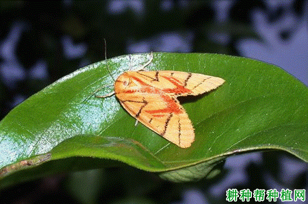 花布灯蛾(灯蛾科)