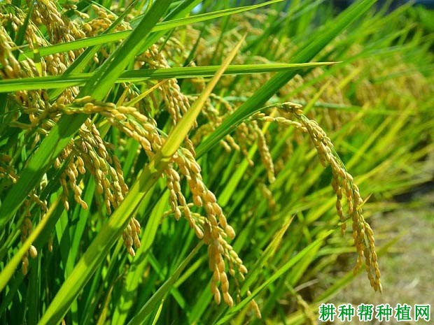 军育超3水稻品种简介图片