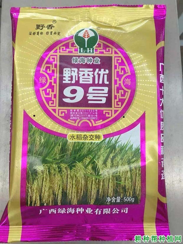 水稻种子富尔中富稻九图片
