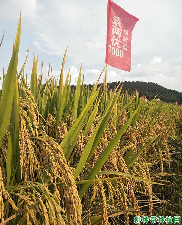 天农17水稻品种介绍图片