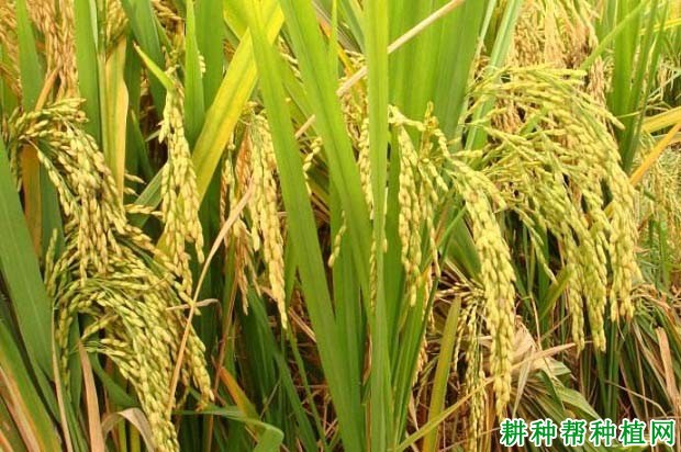 水稻种育龙62图片