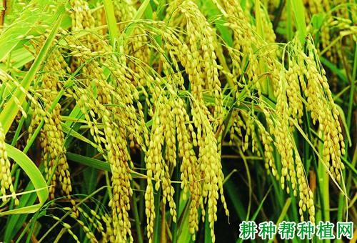 水稻种子富尔中富稻九图片