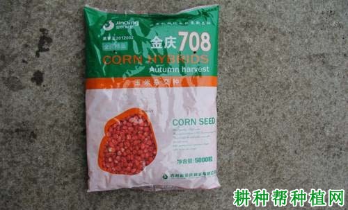 金庆717玉米品种图片