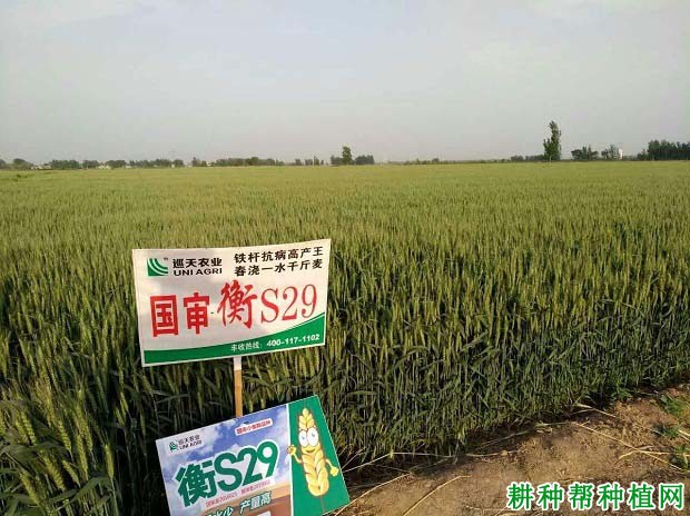 衡s29小麦品种简介图片