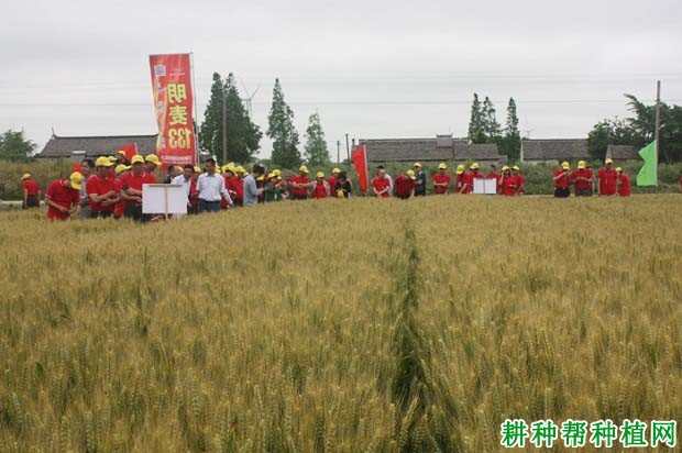 明麦133小麦品种好不好